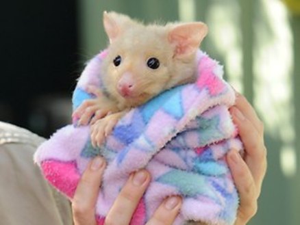 Rare Golden Possum Born Australia Picture Video Magsx2 S Blog